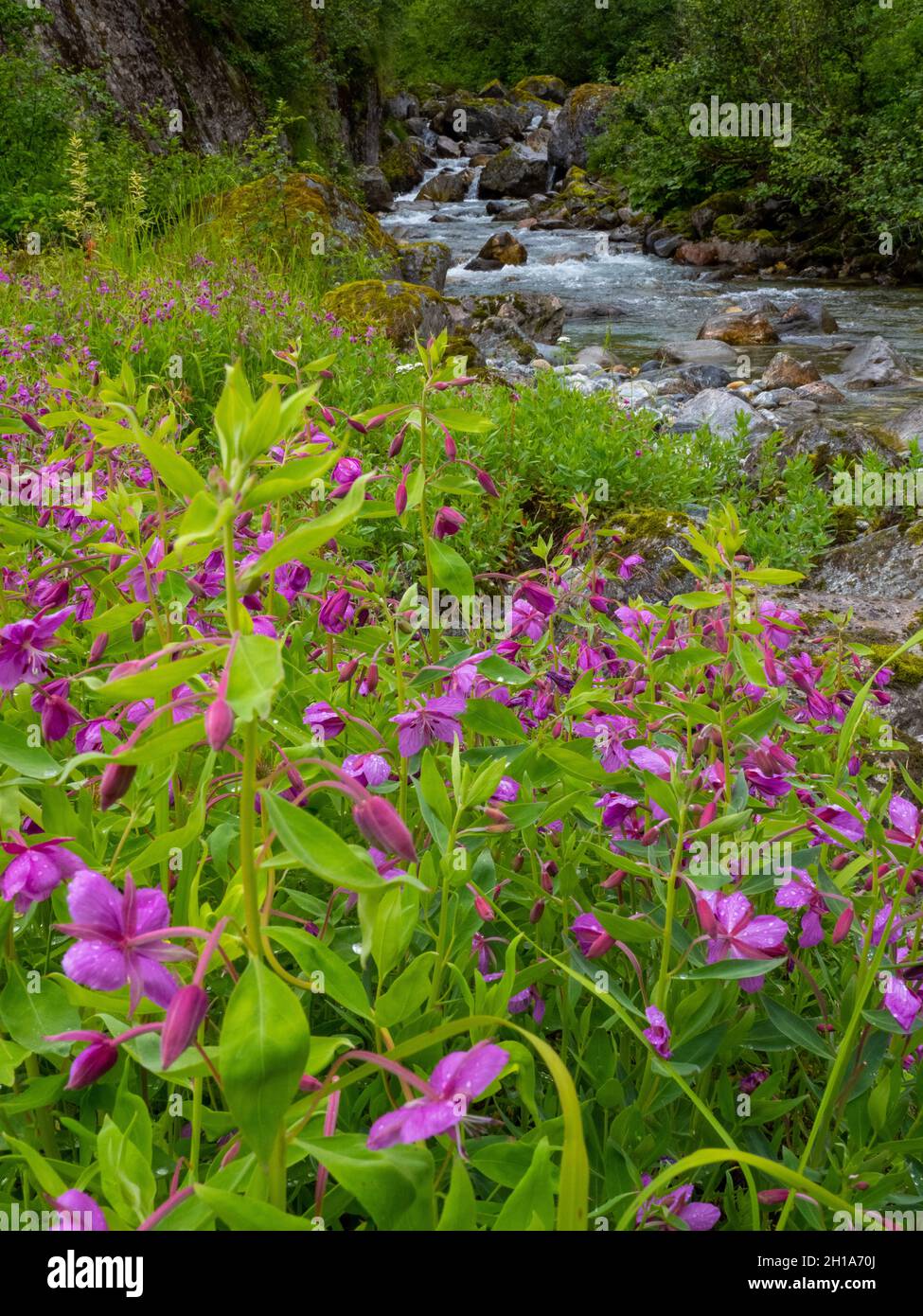 À Shakes Lake and Glacier, Stikine River, Stikine Leconte Wilderness, Tongass National Forest, près de Wrangell,Alaska. Banque D'Images