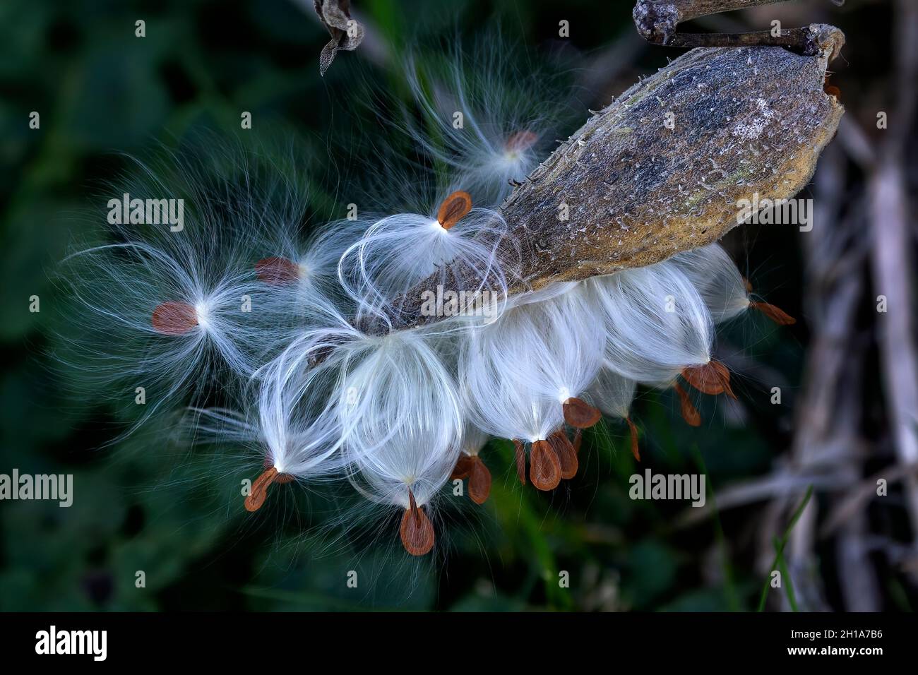 L'asclépias syriaca (la lamiade commune) est une espèce de plante à fleurs, comme la fleur de papillon, l'ombrelle, le moût-hirondelle soyeux et l'ombrelle de Virginie. Banque D'Images