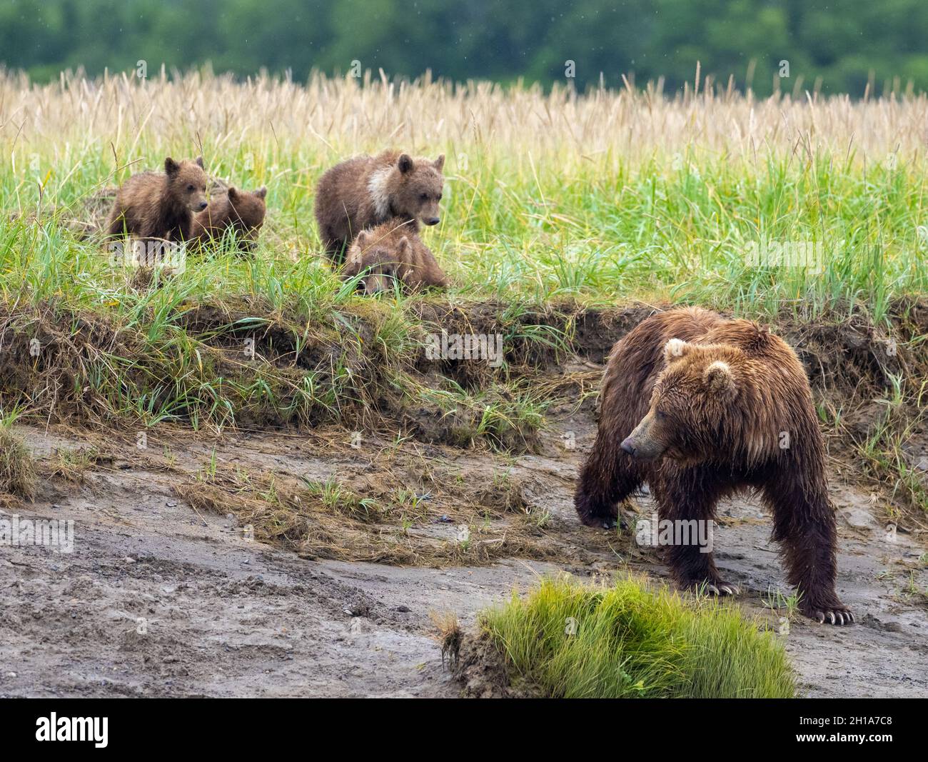 Un ours brun ou grizzli, parc national Katmai, Hallo Bay, Alaska. Banque D'Images