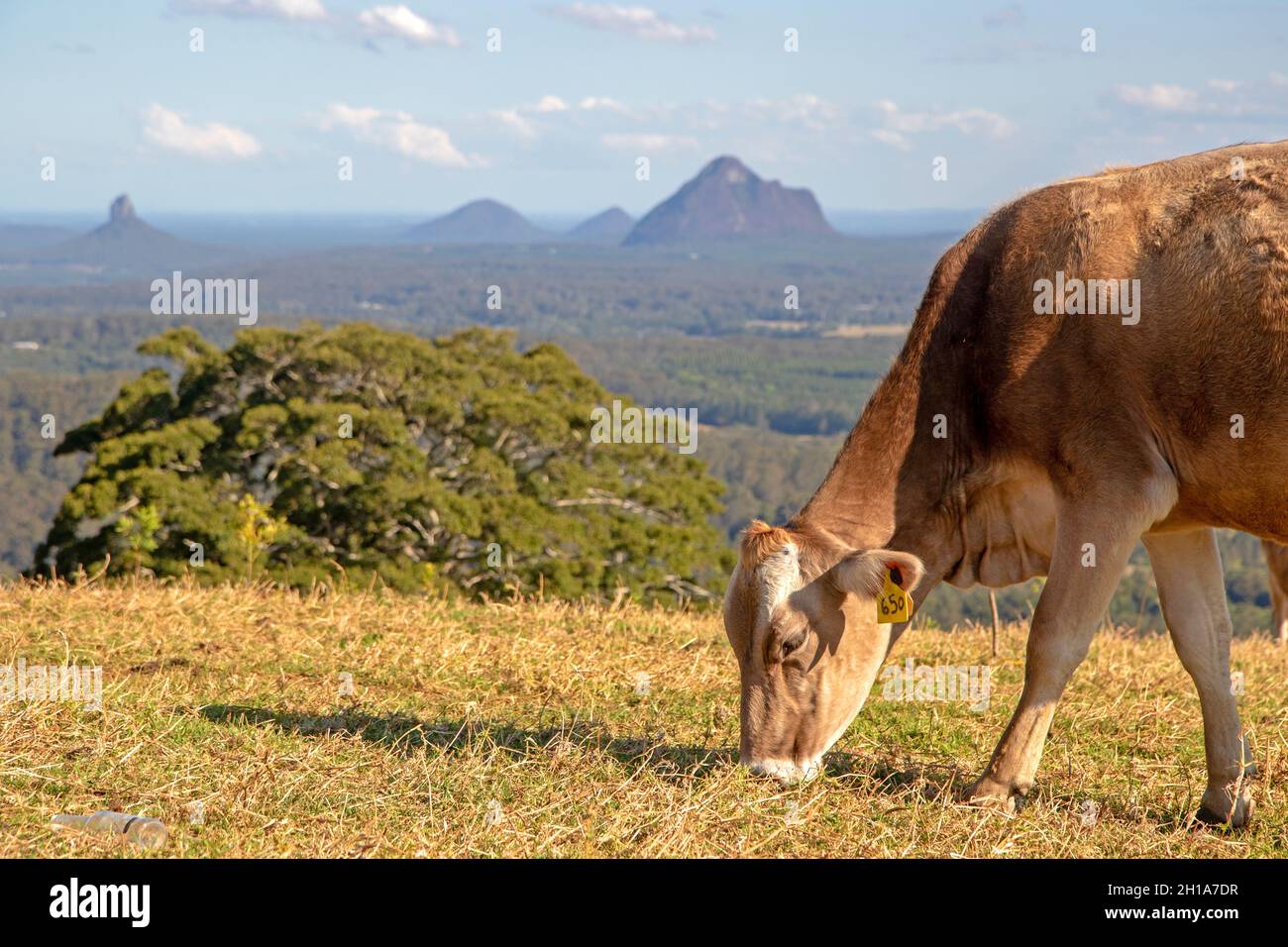 Vache paître avec les Glass House Mountains derrière Banque D'Images