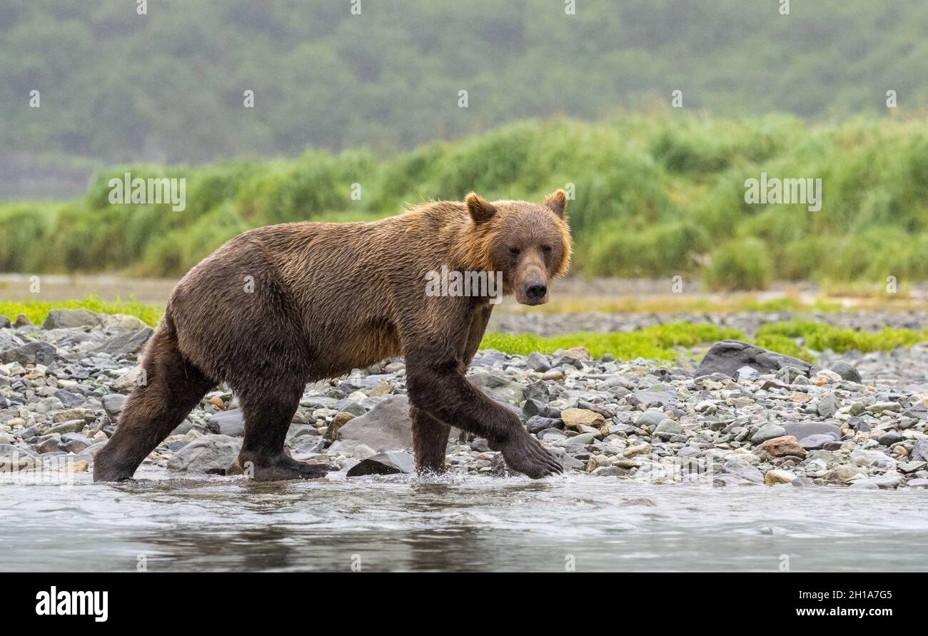 Un ours brun ou grizzli, parc national de Katmai, Alaska. Banque D'Images