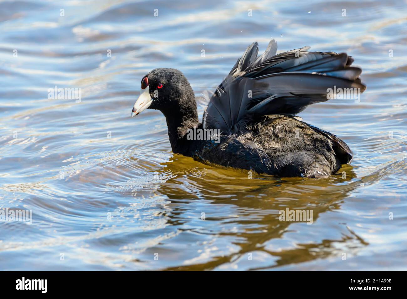 Foulque, Fulica americana, Burnaby Lake Regional Park, Burnaby, Colombie-Britannique, Canada Banque D'Images