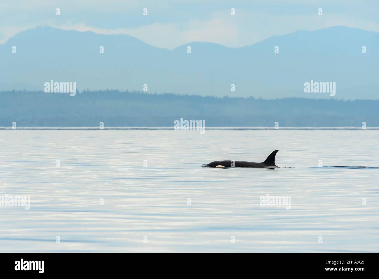 Whales Orca ou Bigg's Killer, Orcinus orca, mer de Salish, Colombie-Britannique, Canada,Pacifique Banque D'Images