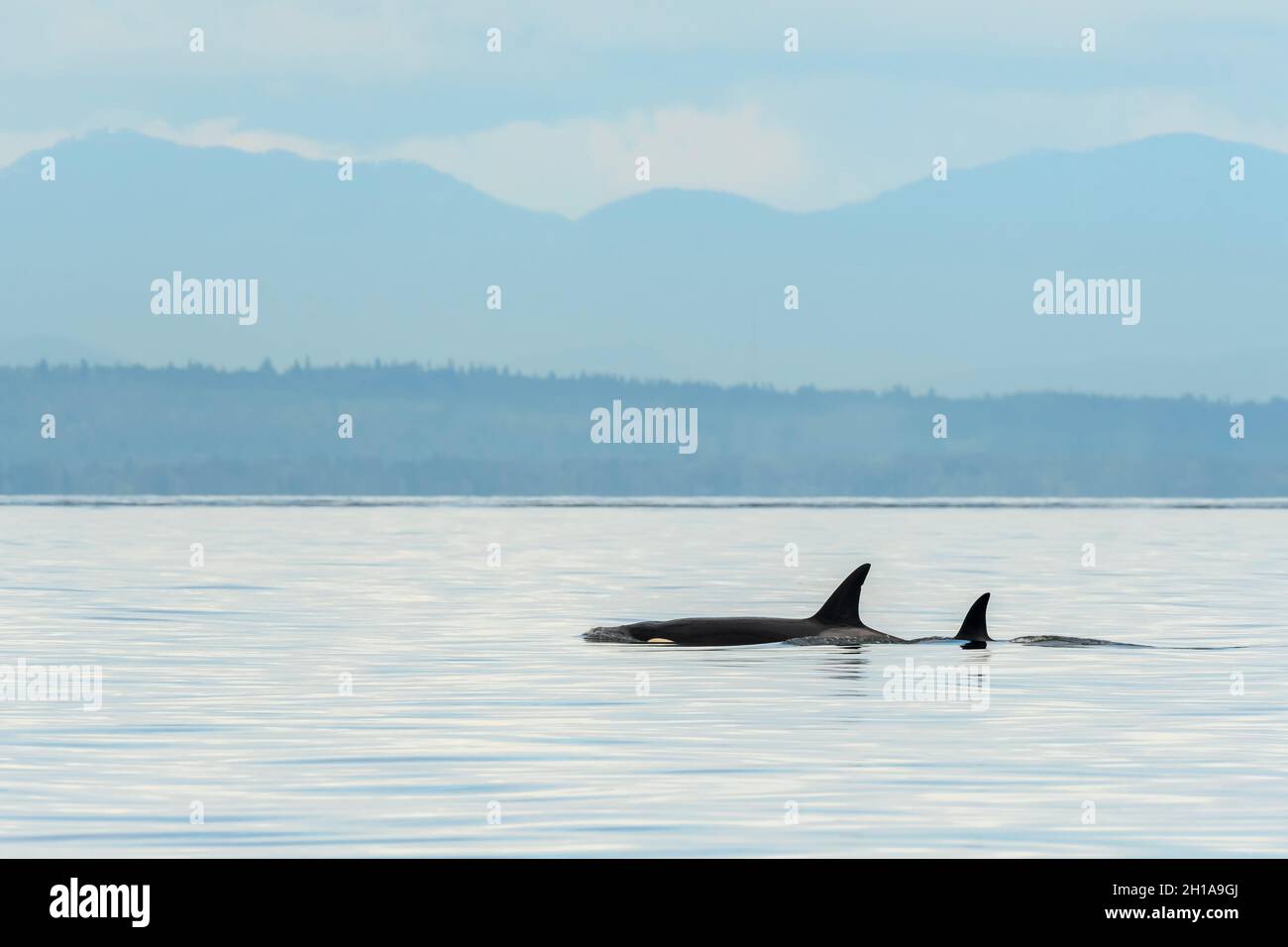 Whales Orca ou Bigg's Killer, Orcinus orca, mer de Salish, Colombie-Britannique, Canada,Pacifique Banque D'Images