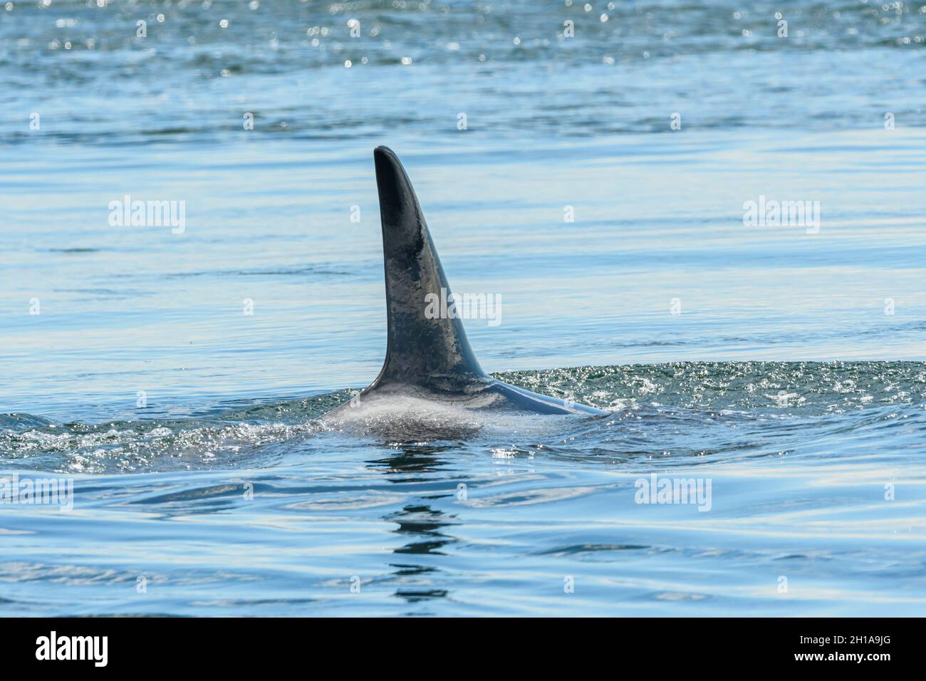 Nageoire dorsale d'un orca en transition ou d'un tueur de Bigg Whales, Orcinus orca, mer de Salish, Colombie-Britannique, Canada,Pacifique Banque D'Images