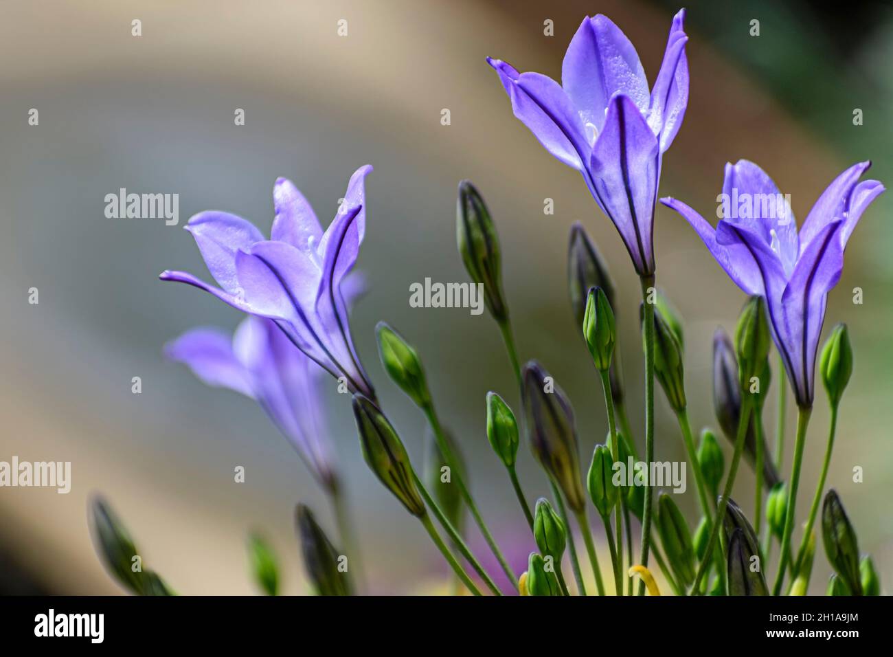 Lance d'Ithuriel, Triteleia laxa, une fleur sauvage vivace de la famille des lys Banque D'Images