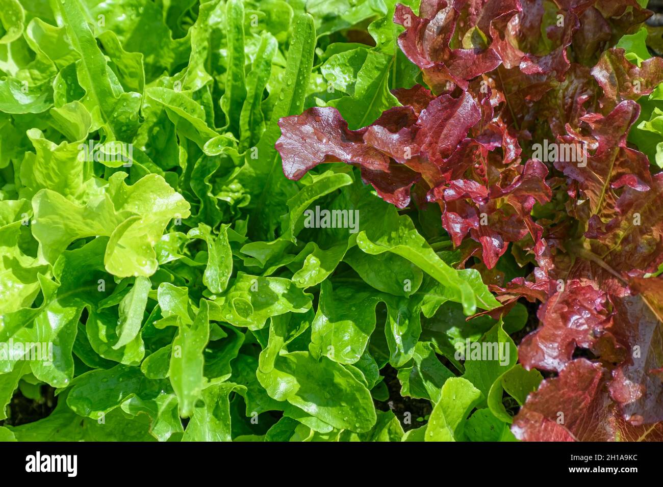 Laitue verte et rouge à feuilles de chêne biologique, Lactuca sativa, Vancouver (Colombie-Britannique), Canada Banque D'Images