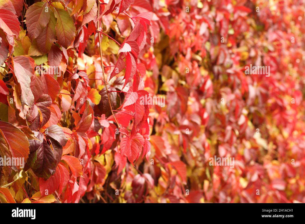 Automne - feuilles rouges, jaunes, orange, vertes sur le super-réducteur de Virginie.Gros plan Banque D'Images