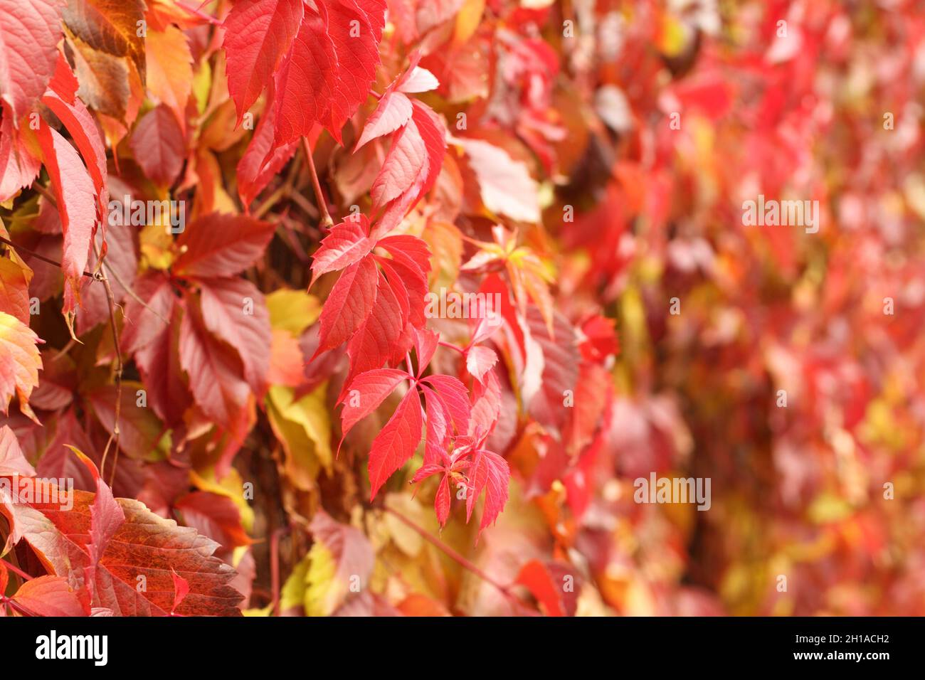 Automne - feuilles rouges, jaunes, orange, vertes sur le super-réducteur de Virginie.Gros plan Banque D'Images