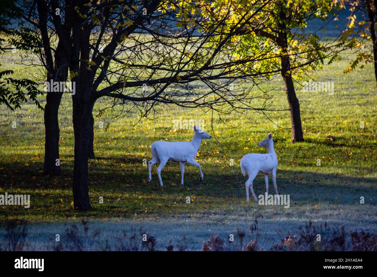 Albino cerf de Virginie (odocoileus virginianus) debout dans une forêt de Wausau, Wisconsin, horizontale Banque D'Images