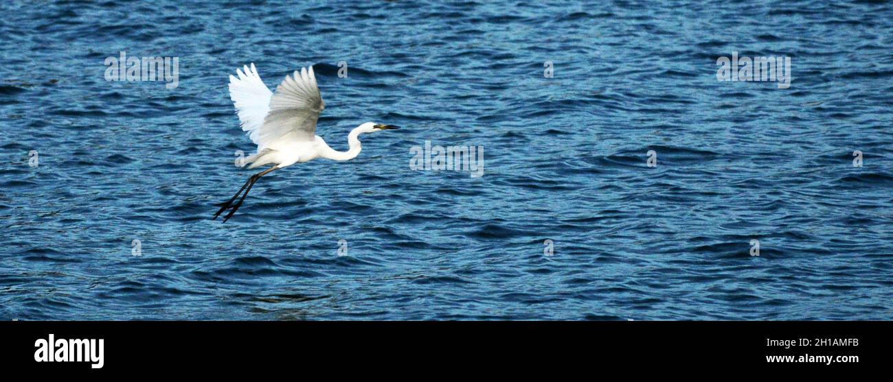 Un oiseau d'Egret par l'île de Lamma à Hong Kong. Banque D'Images