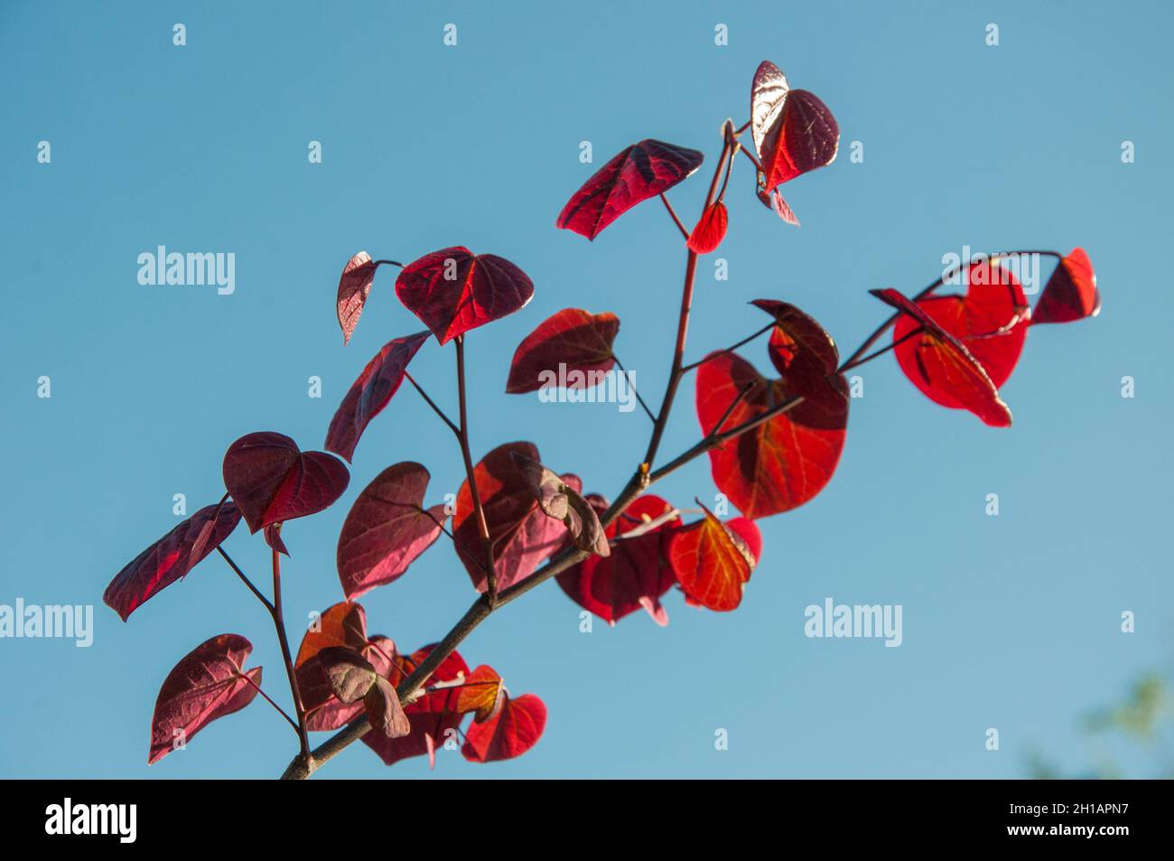 Feuilles en forme de coeur Banque de photographies et d’images à haute — free download