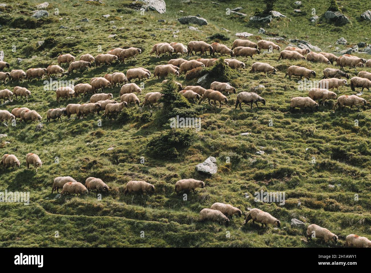 Grande herbe de moutons paissant dans les montagnes. Banque D'Images