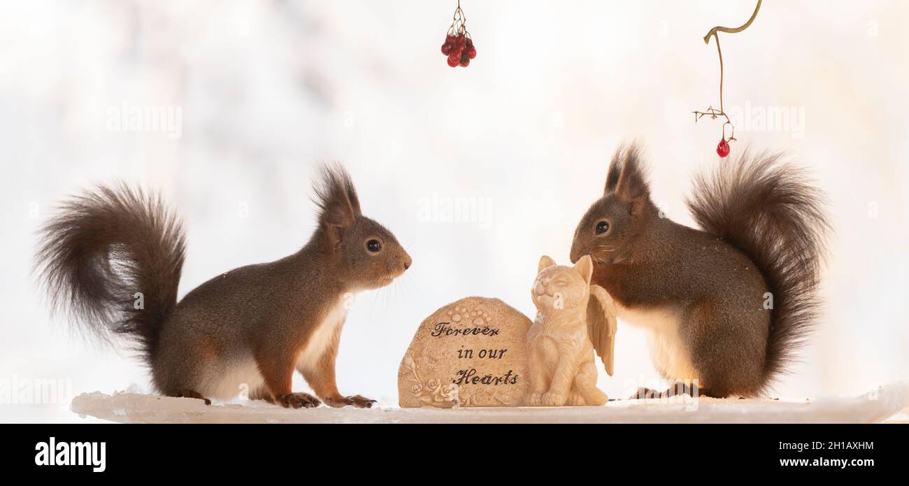 Eekhoorn; écureuil roux; Sciurus vulgaris regarde une pierre de cimetière avec un autre écureuil Banque D'Images