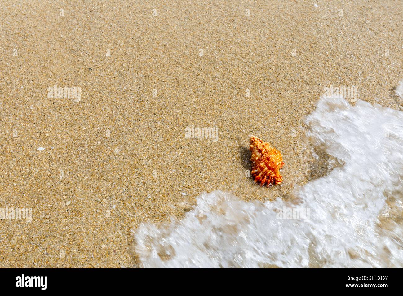 Conch sur une plage de sable. Banque D'Images