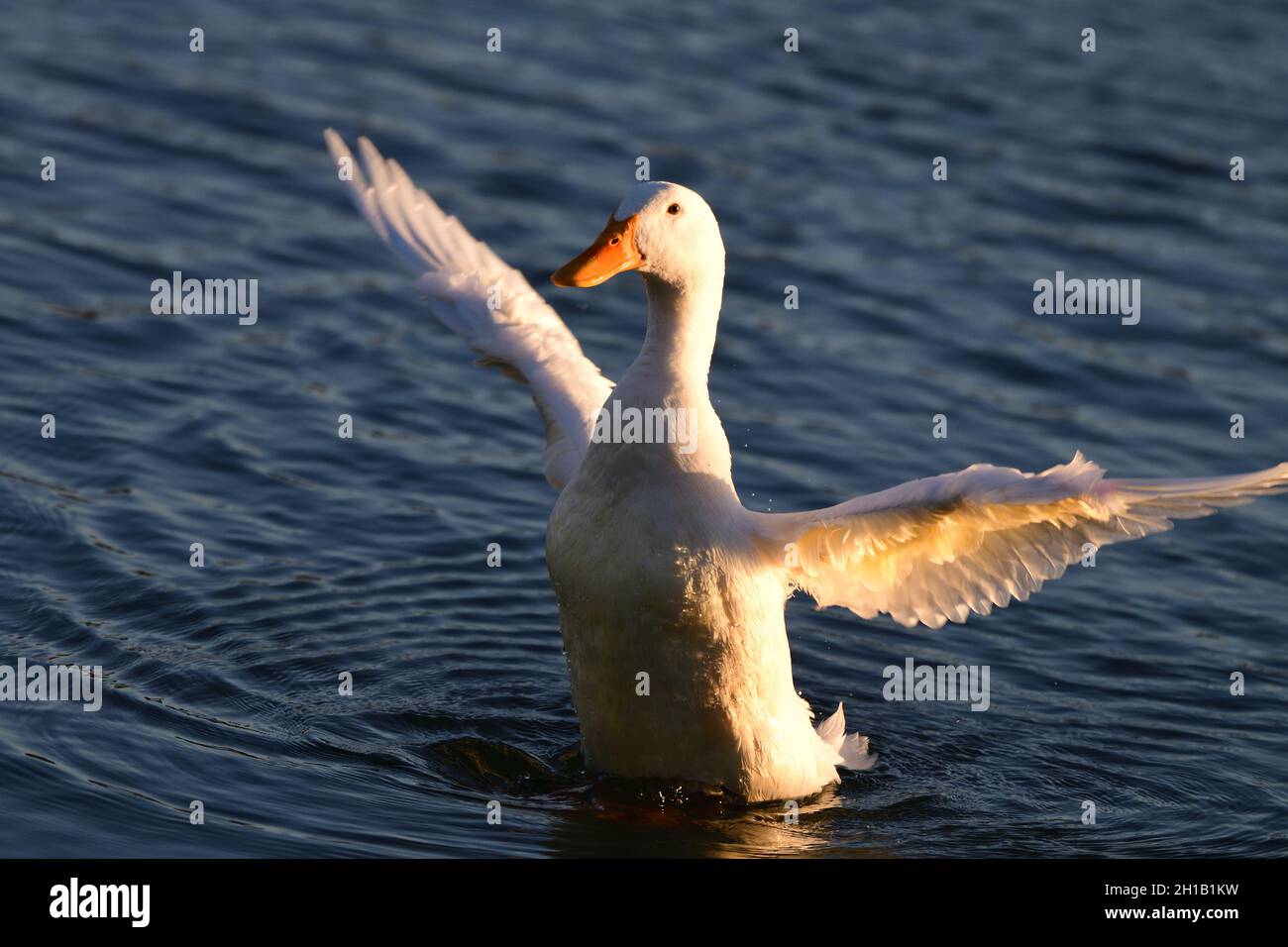 American White Pekin - Anas platyrhynchos Banque D'Images