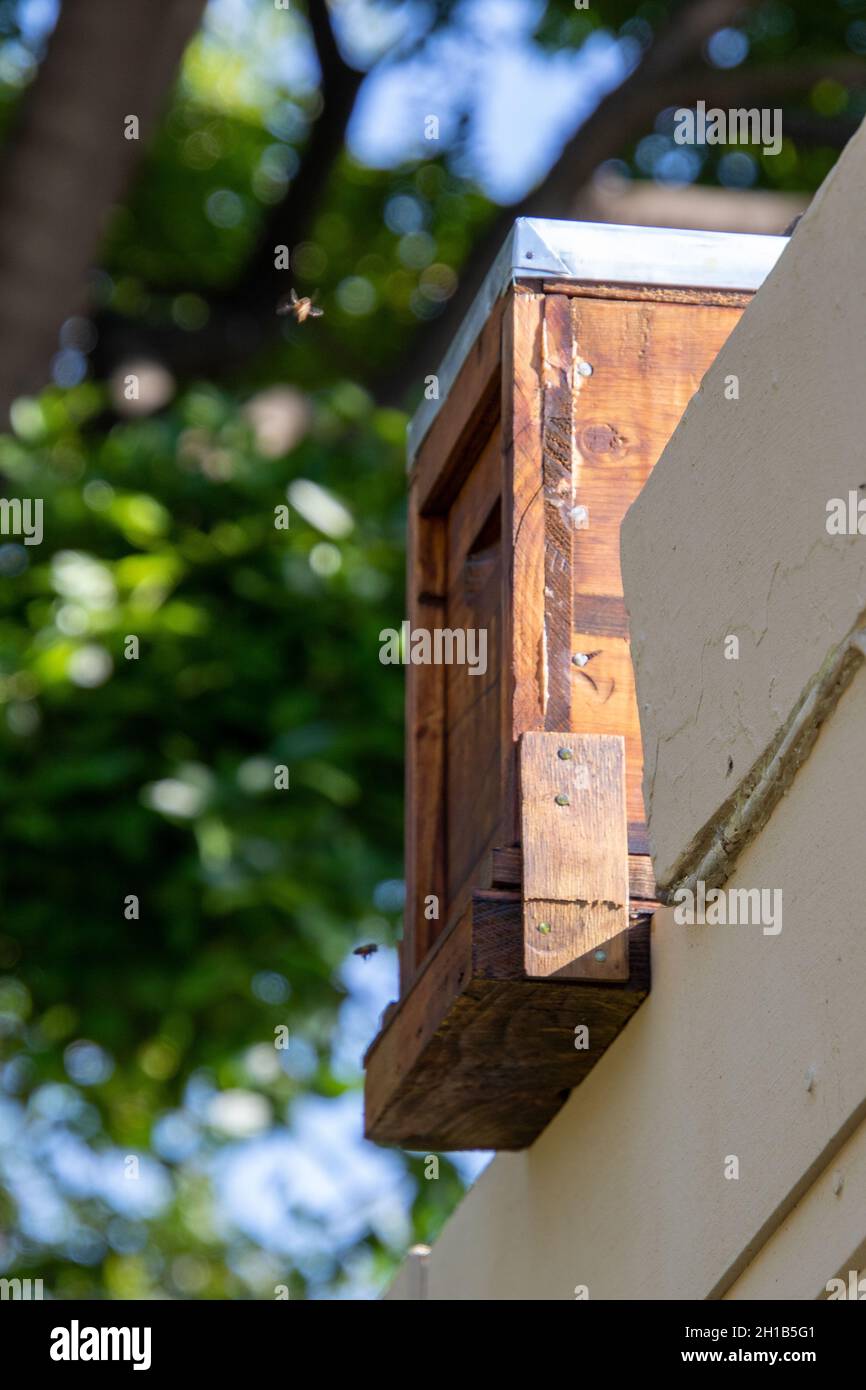 Insectes D'afrique Du Sud Banque d'image et photos - Alamy