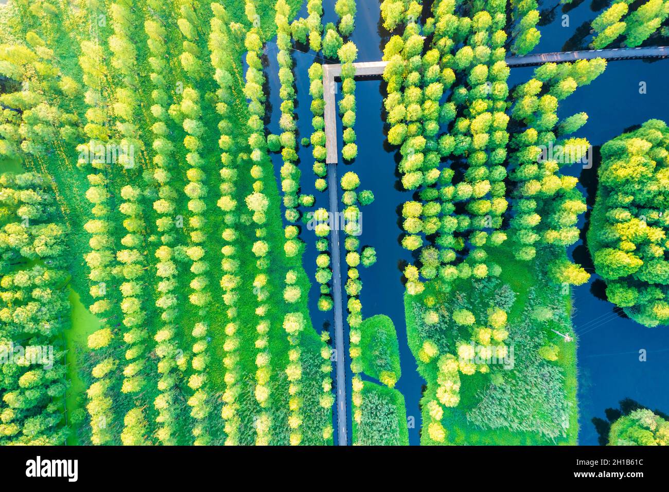 Vue aérienne de la forêt verte en été. Banque D'Images