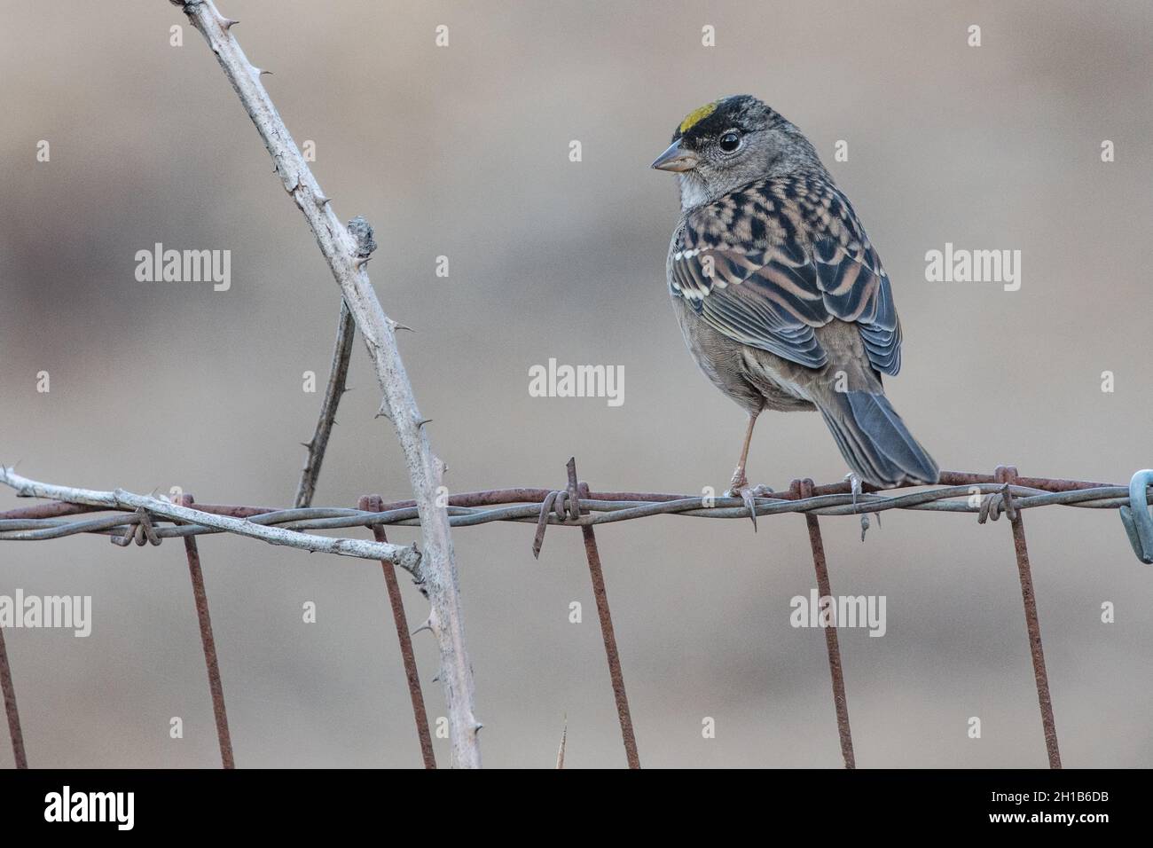 Un moineau à couronne dorée (Zonotrichia atricapilla) du parc régional Anthony Chabot dans le comté d'Alameda, Californie, États-Unis. Banque D'Images