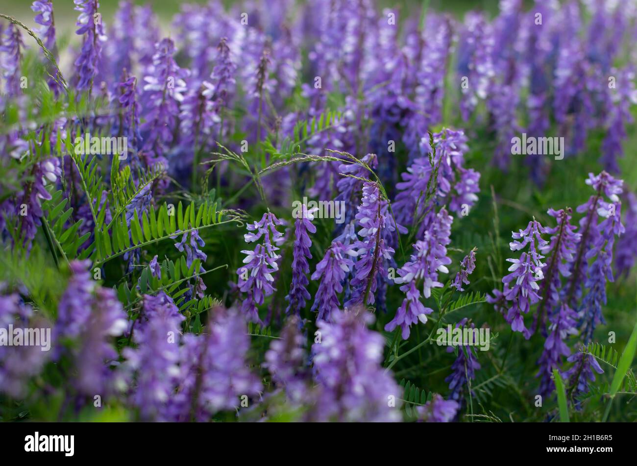 La plante de pois de souris fleurit avec des fleurs violettes dans le champ. Combinaison de violet et de vert. Banque D'Images