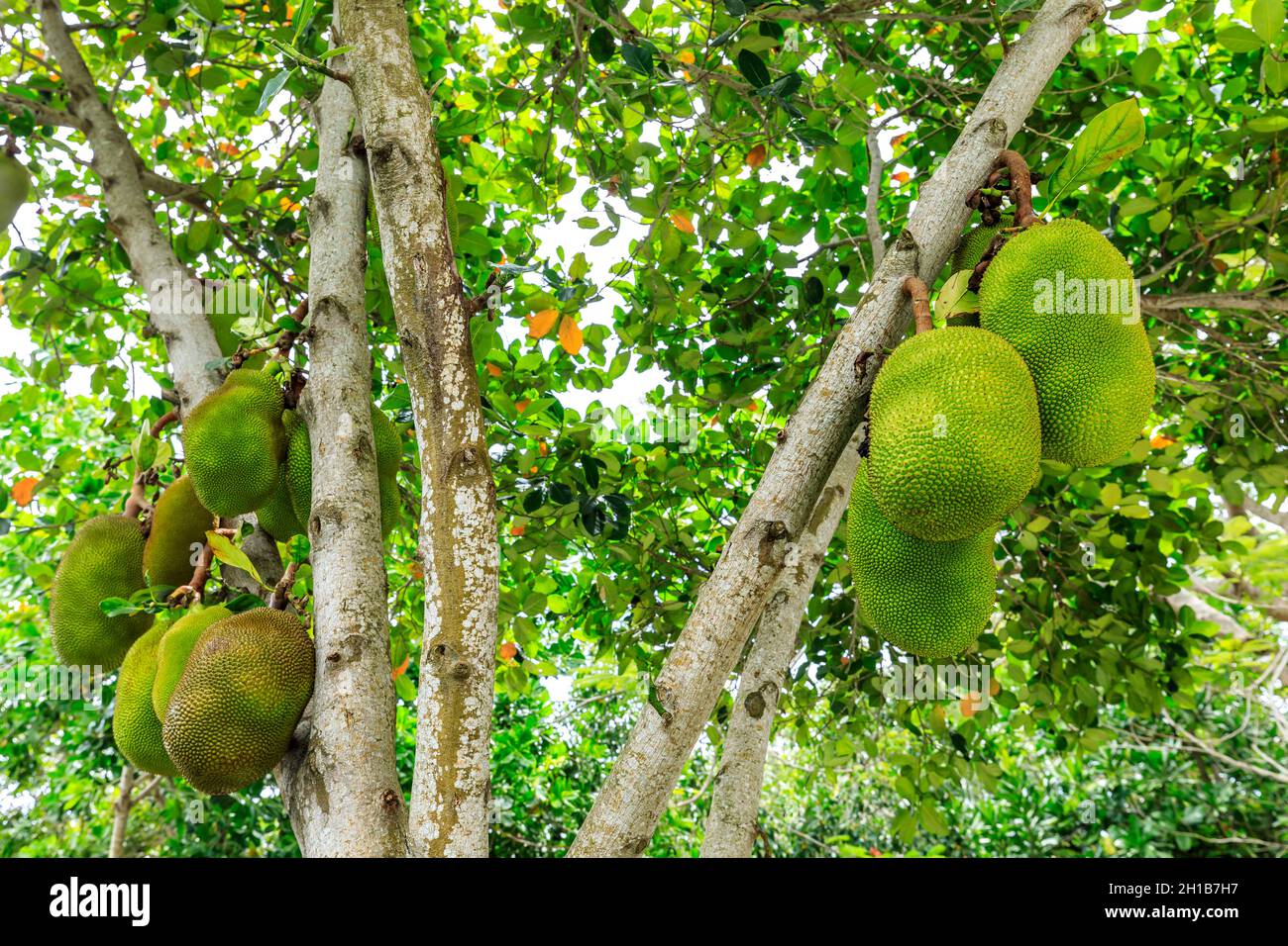 De délicieux fruits de la jaquette poussent sur l'arbre. Banque D'Images