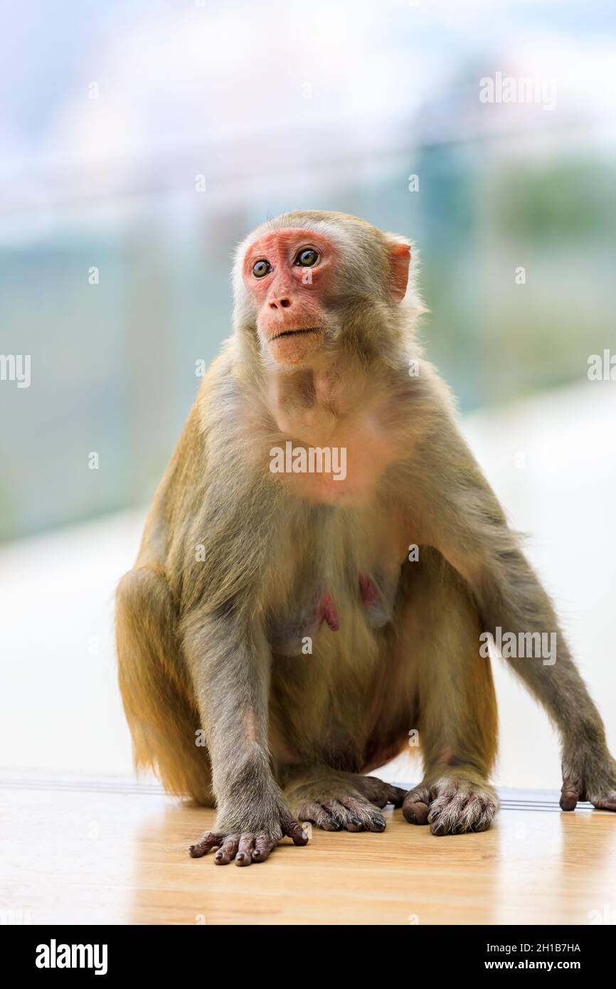 Singe Mignon Banque De Photographies Et D Images A Haute Resolution Alamy