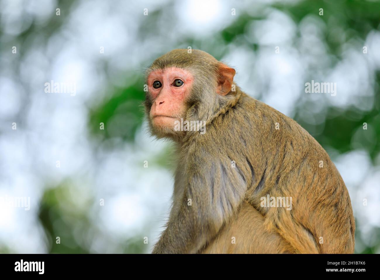 Singe Mignon Banque De Photographies Et D Images A Haute Resolution Alamy