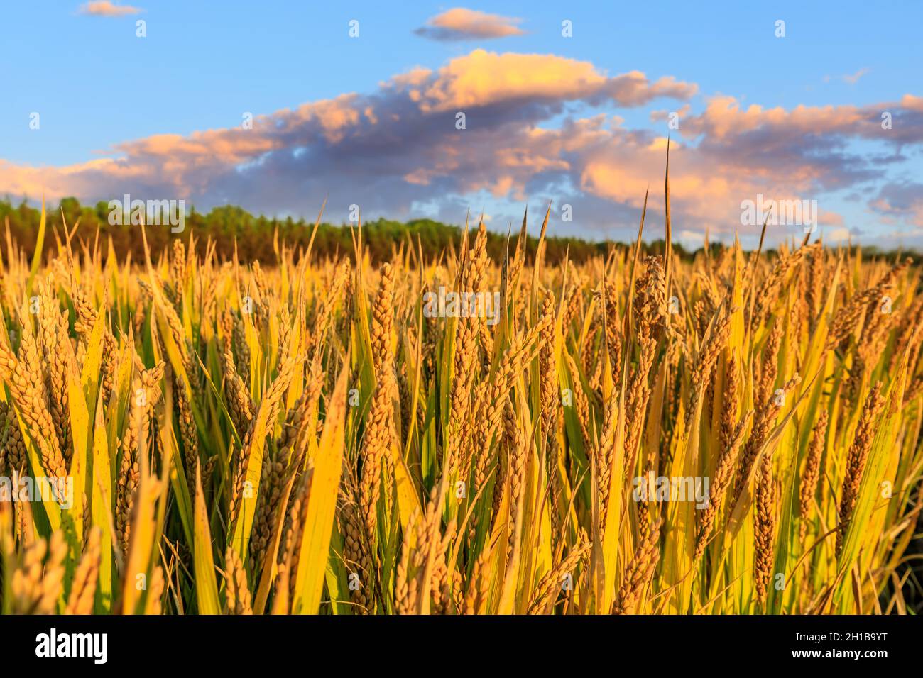 Riz mûr sur la ferme au coucher du soleil. Banque D'Images