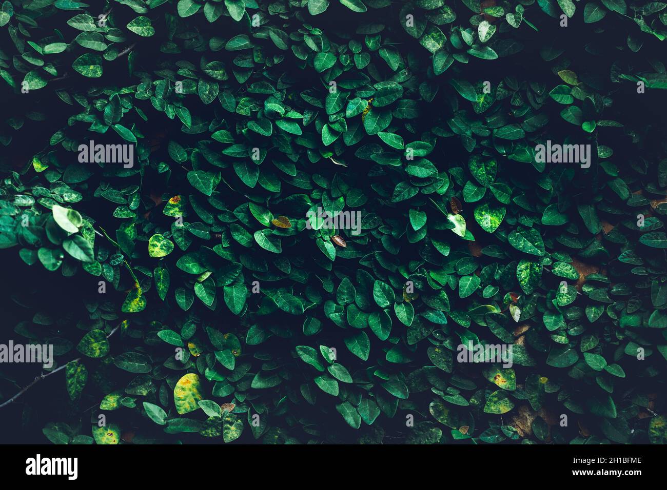 Feuilles vertes texture naturelle fond de plante, beau petit mur de feuilles vertes et fond d'espace de copie Banque D'Images