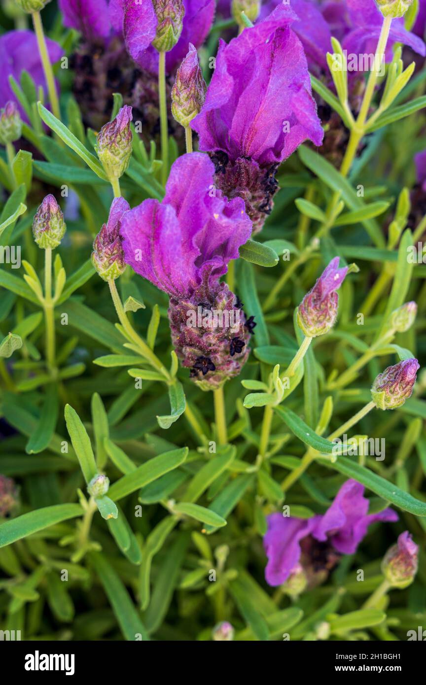 Fleur violette de lavande aromatique de Seasonsl dans le jardin d'été de  près Photo Stock - Alamy