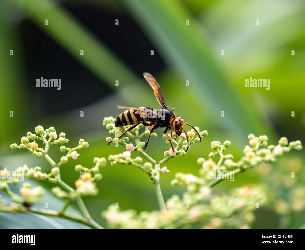 Photo macro d'un hornet à queue noire sur de petites fleurs de vigne bushkiller Banque D'Images