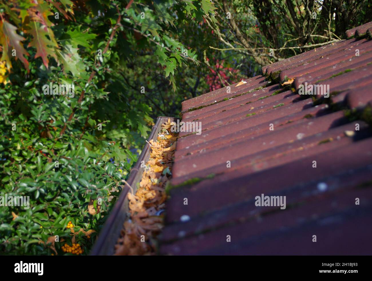 Nettoyer le toit des feuilles tombées.Entretien à domicile.Une gouttière propre en automne. Banque D'Images