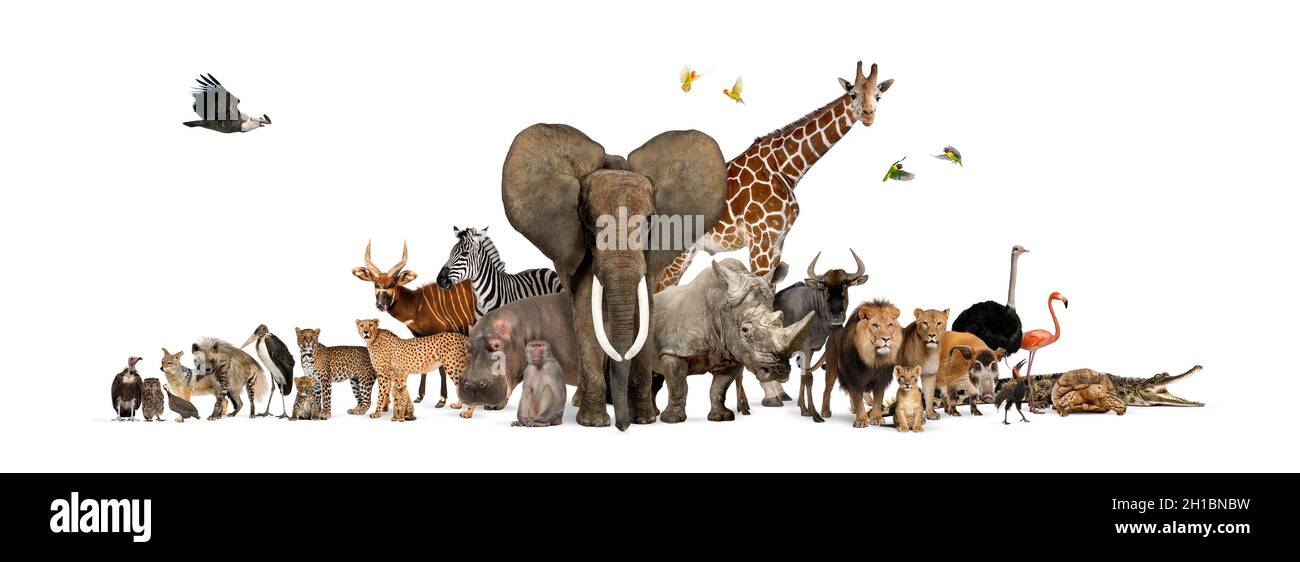 Grand groupe de la faune africaine, safari animaux sauvages ensemble, dans une rangée, isolé Banque D'Images