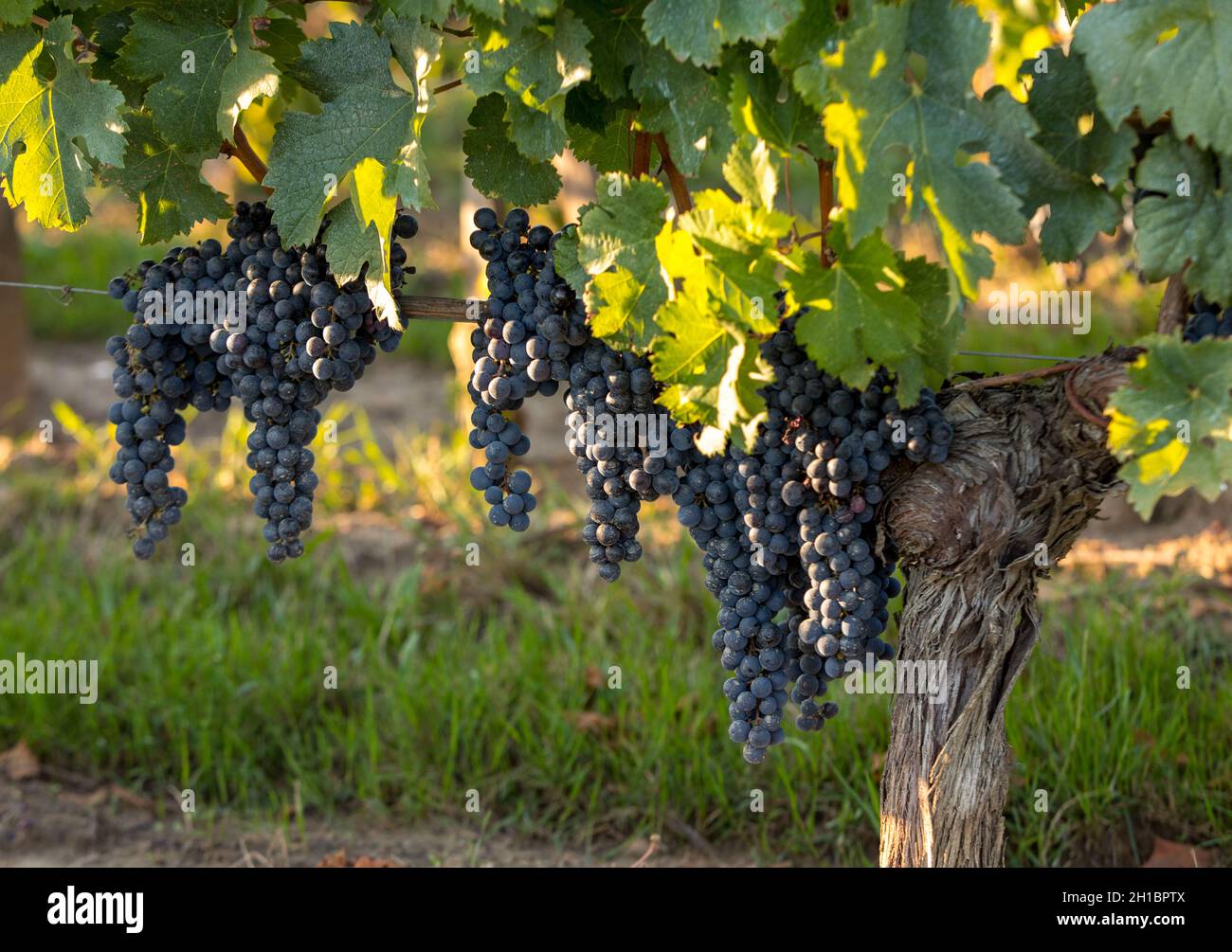 Les raisins de vin rouge prêt pour la récolte et la production de vin. Saint Emilion, France Banque D'Images