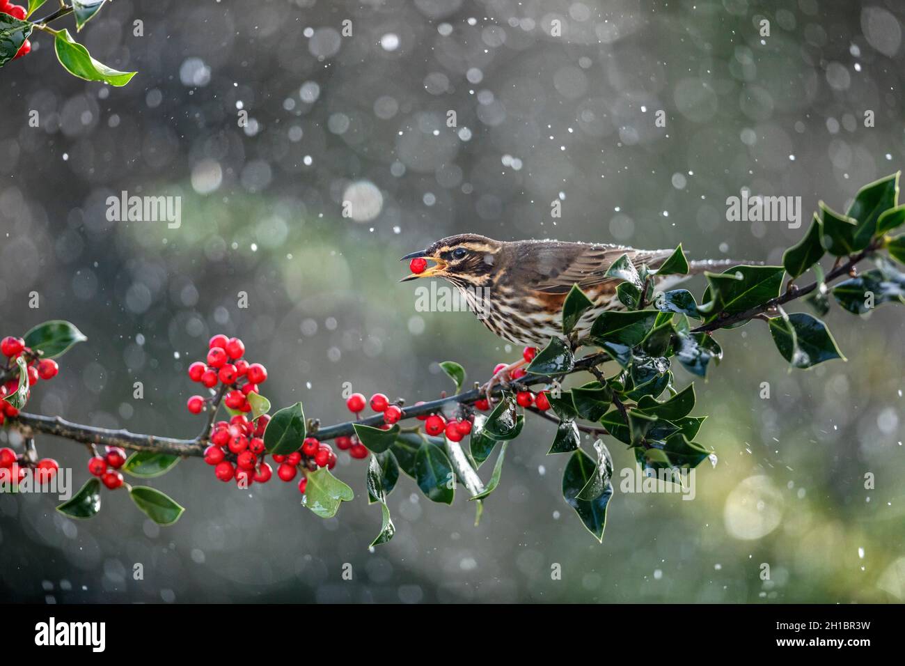 Redwing; Turdus iliacus; on Holly; Eating a Berry; UK Banque D'Images