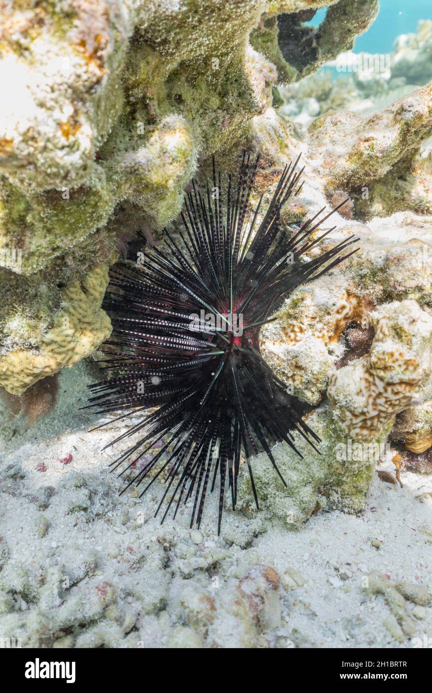 Hérisson de mer Banque de photographies et dimages à haute résolution -  Alamy