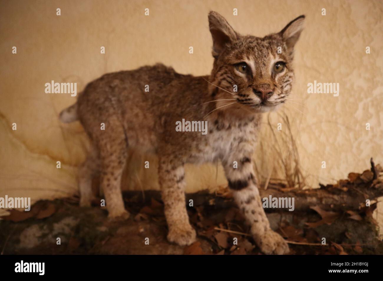 Gros plan de la taxidermie de lynx roux. Banque D'Images