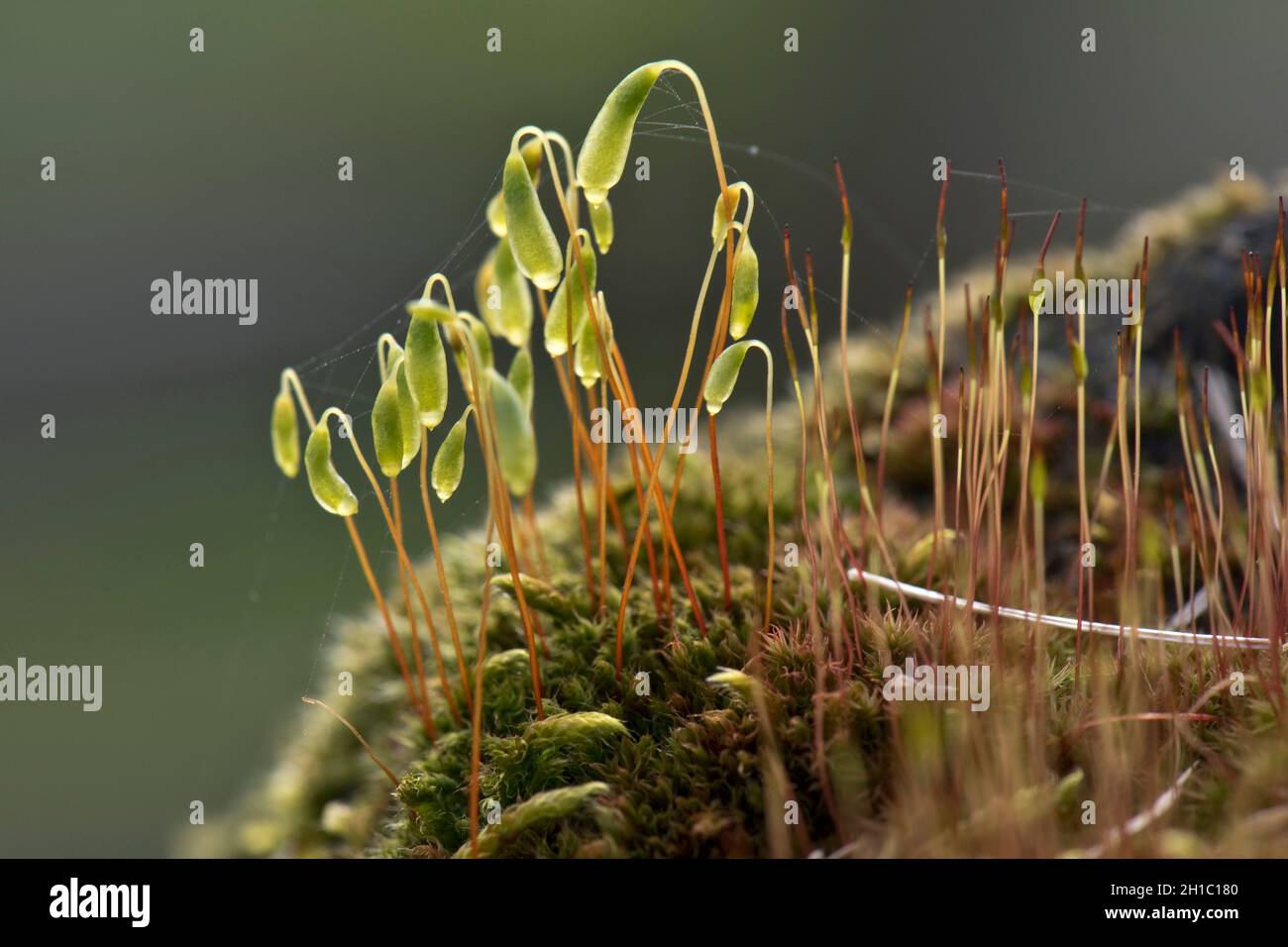 Capsules coulées de mousse capillaire (Bryum capillare) sur la seta et les sporophytes d'une touffe de feuilles, Berkshire, mars Banque D'Images