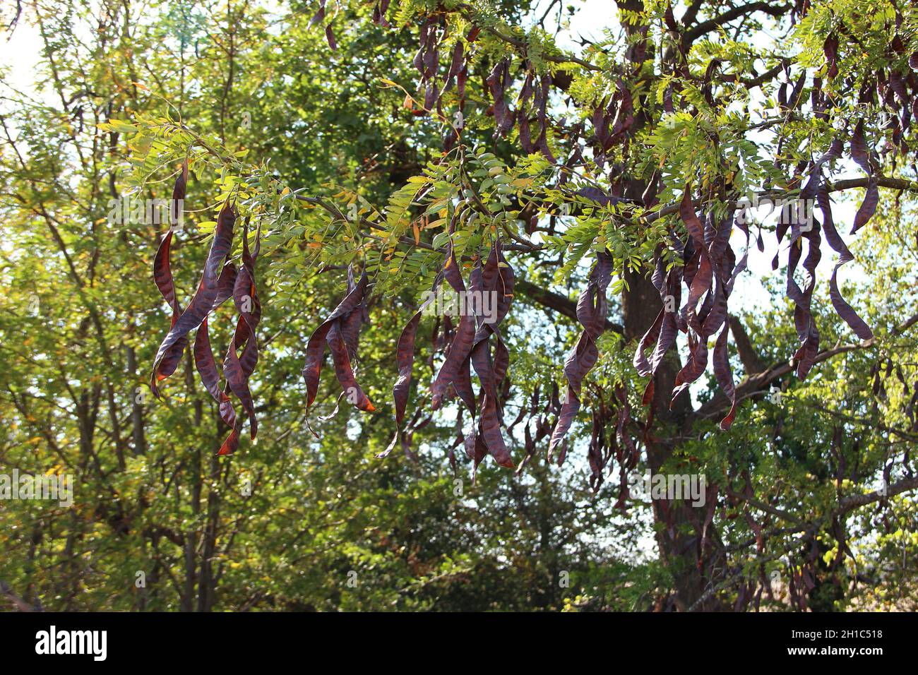 Gousses d'acacia avec graines sur l'arbre Banque D'Images