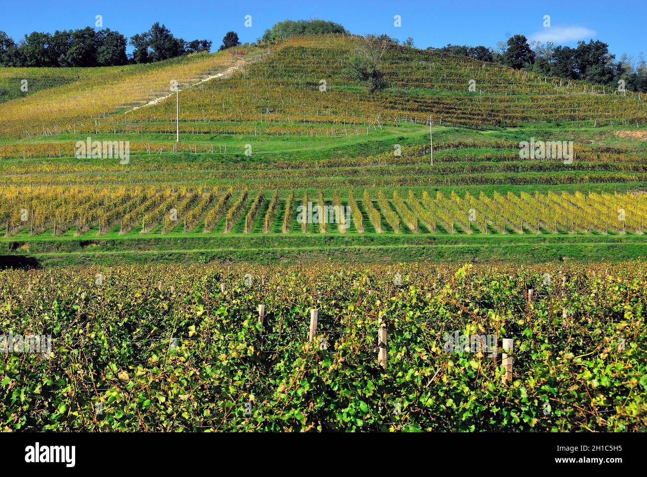 Friuli Venezia Giulia, Italie.Les collines de Gorizia (en italien : Collio Goriziano ou Collio; en slovène : Goriška brda ou Brda; en friulien : Cuei) sont des microrégions vallonnées dans l'ouest de la Slovénie et le nord-est de l'Italie.Dans la photo la culture des vignes DOC du Collio Friulano. Banque D'Images