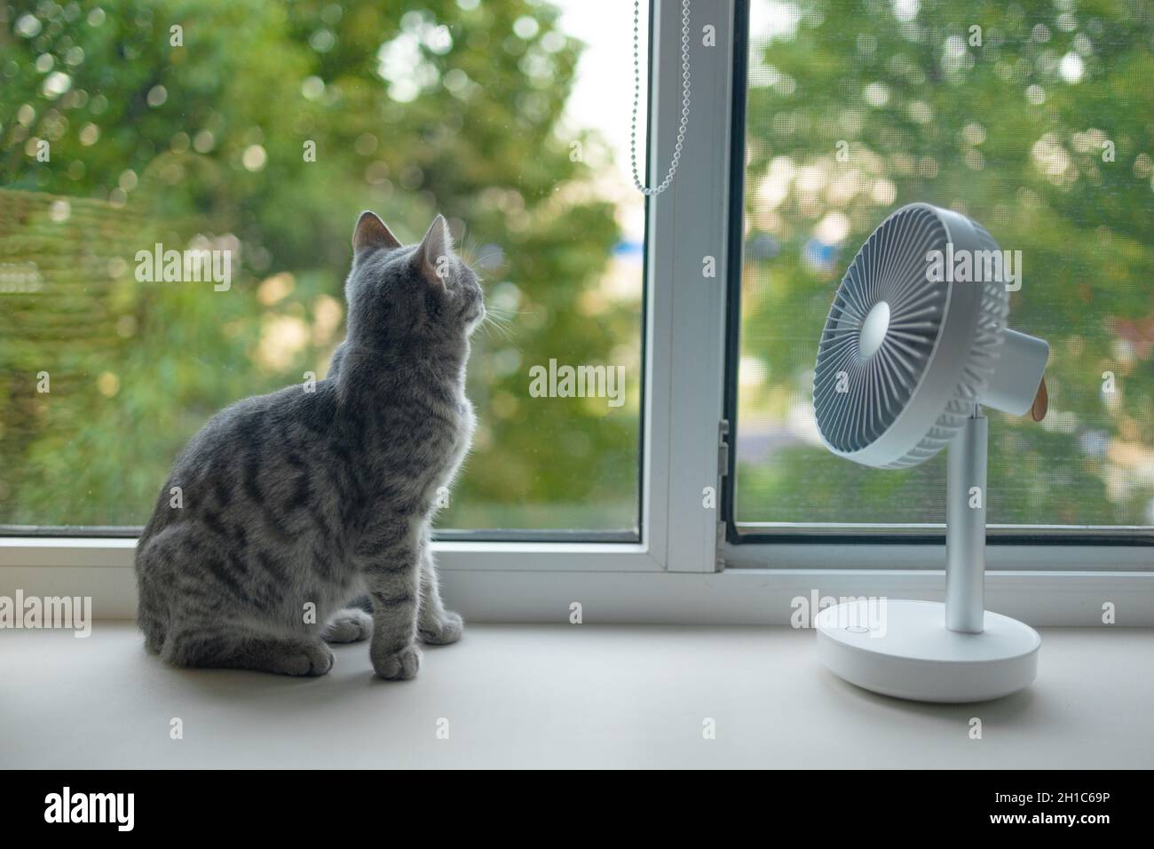 Joli chat moelleux appréciant le flux d'air du ventilateur électrique  portable sur le rebord de la fenêtre lors d'une chaude journée d'été Photo  Stock - Alamy