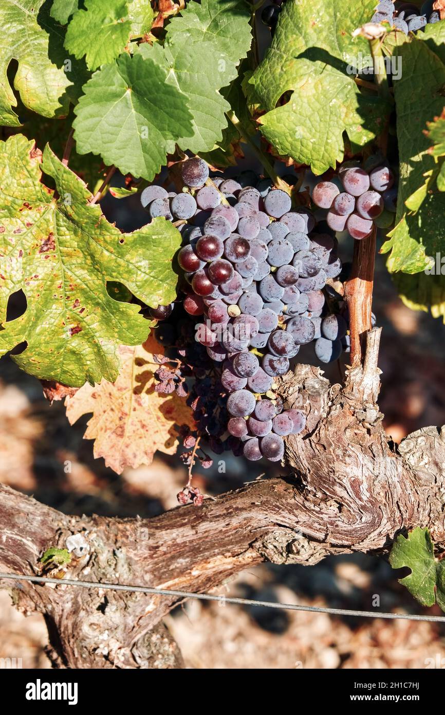 Raisins frais mûrs accrochés au vignoble d'Urla, Turquie.Vinification Banque D'Images
