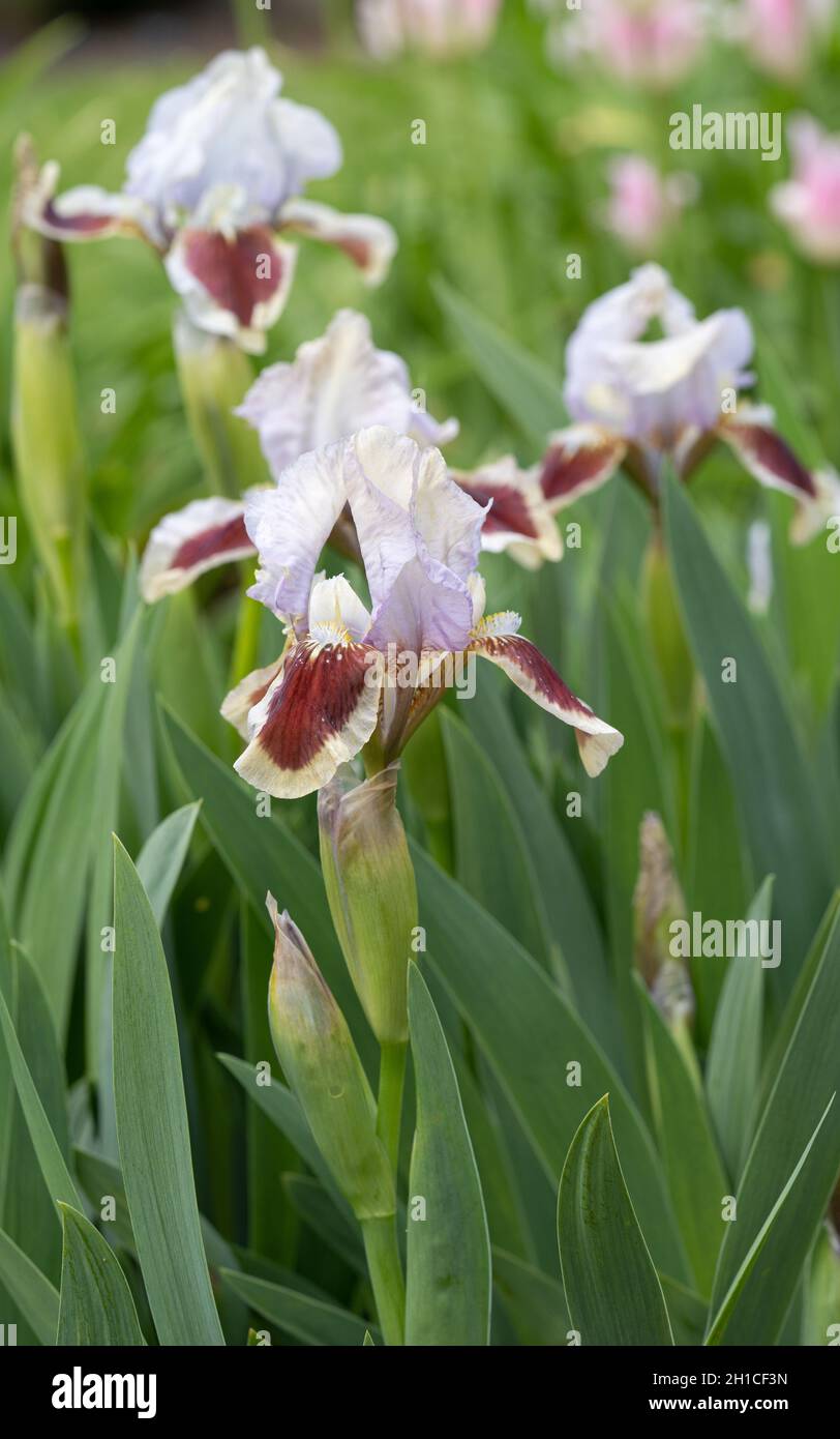 Photo verticale de l'iris allemand (Iris barbata-nana) dans un jardin botanique Banque D'Images