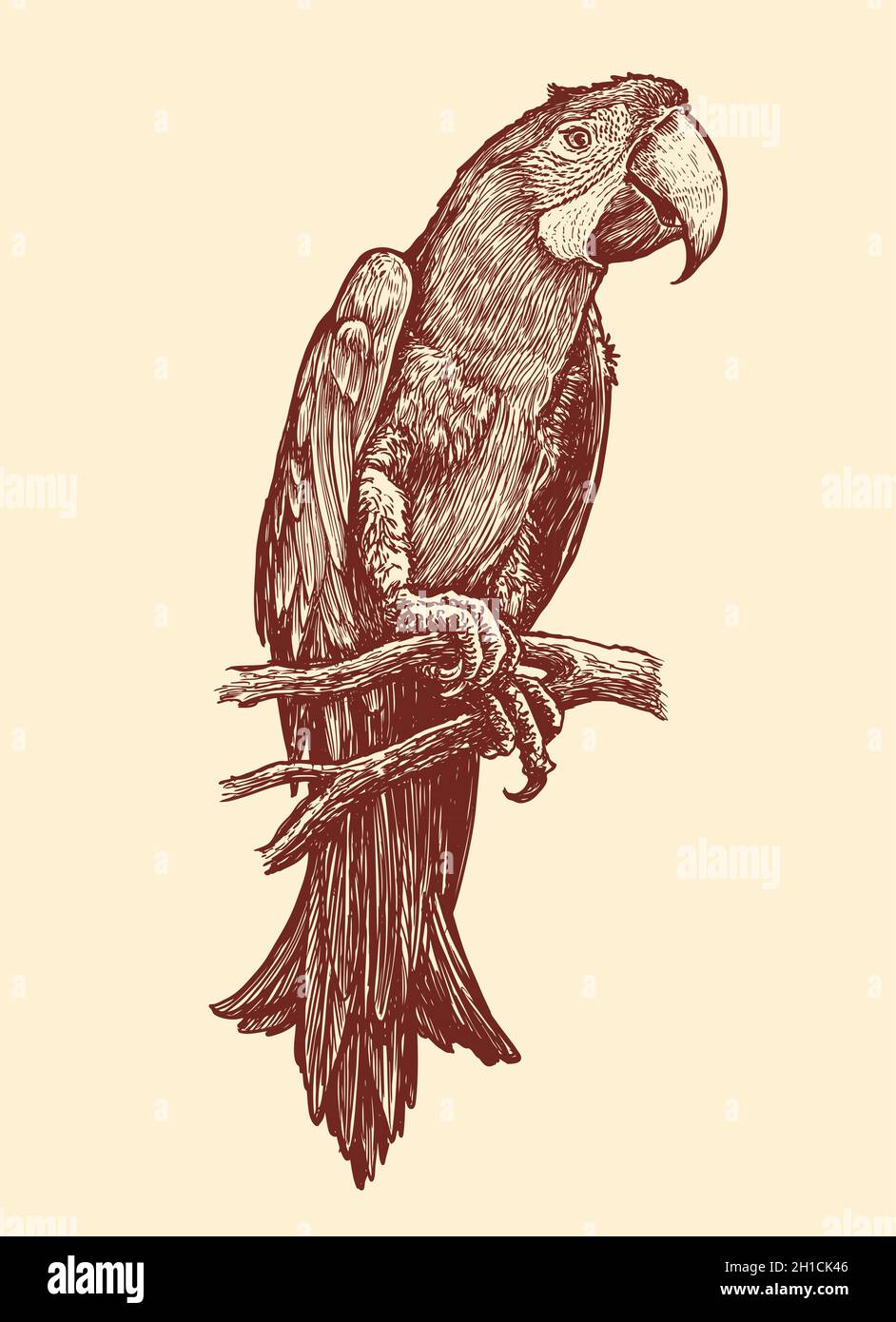 Parrot assis sur une branche.Dessin d'animal dessiné à la main illustration vectorielle vintage Illustration de Vecteur