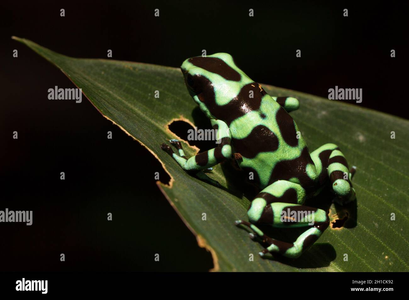 Une grenouille verte et noire empoisonnée (Dendrobates auratus), ou grenouille à flèche empoisonnée affichant sa coloration d'avertissement dans les forêts tropicales du Costa Rica Banque D'Images