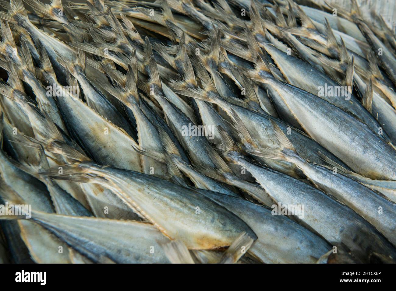 Poissons frais dans le port au village de pêcheurs de Sai Noi près de la ville de Pranburi sur le Golf de Thaïlande au sud de la ville de Hua Hin en Thaïlande. Banque D'Images
