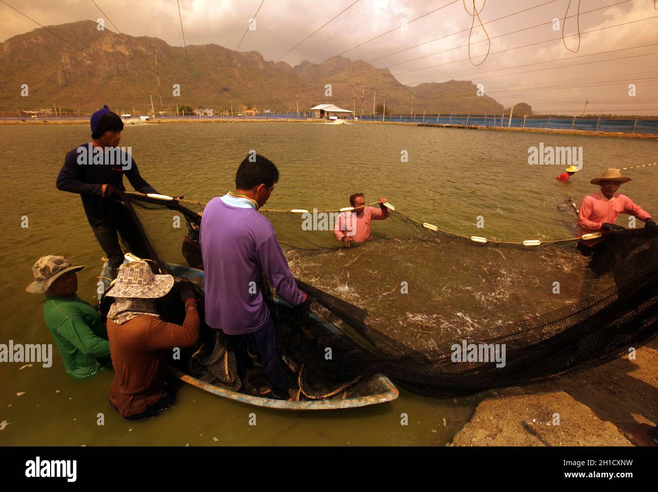 Une crevette gagnant dans une ferme de crevettes au parc national Khao sam roi Yot au sud de la ville de Hua Hin en Thaïlande. Thaïlande, Hua Hin, novembre 2011 Banque D'Images