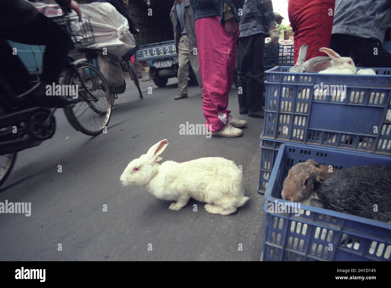 Lapin au marché des fruits de mer et des animaux dans la ville de Guangzhou dans la province de Guangdong en chine en asie de l'est. Chine, Guangzhou, Avril 2000 Banque D'Images