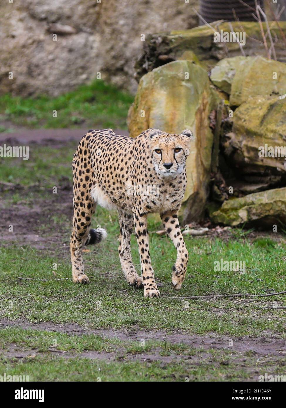 Südafrikanischer Gepard im Kiwara-Kopje vom ZOO de Leipzig Banque D'Images