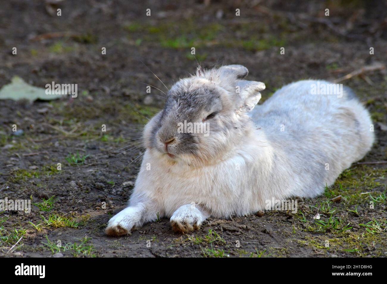 Lapin gris à tête de lion allongé sur l'herbe Banque D'Images